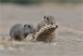 <p>SYSEL OBECNÝ (Spermophilus citellus) --- /European ground squirrel - Europäisches Ziesel/</p>